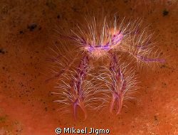 Beautiful 
I found this Hairy Squat Lobster at Scuba Ser... by Mikael Jigmo 